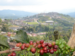 The Origin and History of Colombian Coffee