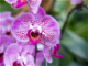 VIDEO:  Orchid Mania: The History of Orchids