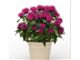 Top 10 Pollinator Plants for Container Gardens