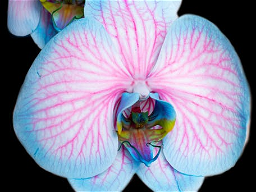 Orchid FAQs