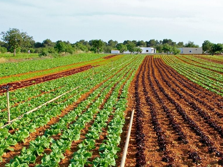 Cultivation