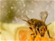 The Effects of Bee Pollination On Cannabis