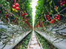 Vertical farming - the future of agriculture? 