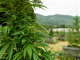 Leofolo Herbal Smoking Blends