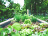 The Essential Herb Garden