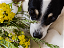 Indoor plants that are safe for your pets