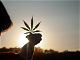 Growing In the New Age of Cannabis