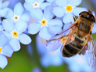6 Flowers to Attract Pollinators to your Garden 