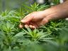SA Cannabis Industry Market Readiness