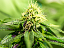 Cannabis Flowering Tips for Success