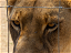 Rewilding South Africa’s Captive Lions: Solution or False Prophecy