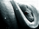 Snakes - Cornering the Creep of Creepy Crawlers