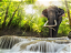 Guardians of Giants: The Elephant Conservation Foundation in South Africa