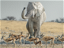 On the Brink of Extinction: The Fight to Save Elephants and Preserve Their Legacy