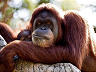 Beyond the Forest - Why the Fate of the Sumatran Orangutan Matters to Us All