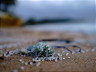 The Growing Threat of Microplastics - A Closer Look at Plastic Pollution
