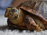 Breaking the shell of the pet turtle trade