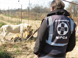 NSPCA urges Minister Creecy to take action during the phasing out of the captive lion industry 