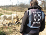 NSPCA urges Minister Creecy to take action during the phasing out of the captive lion industry 