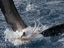 Namibia sees a Reduction in Sea bird by-catch 