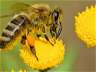 SOS for Bees - Understanding the Threats and What You Can Do to Help