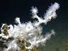 Arctic and Deep-Sea Cold-water Coral Reef: Out of sight but still growing strong