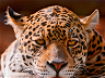 Jaguar – He who kills in one leap 