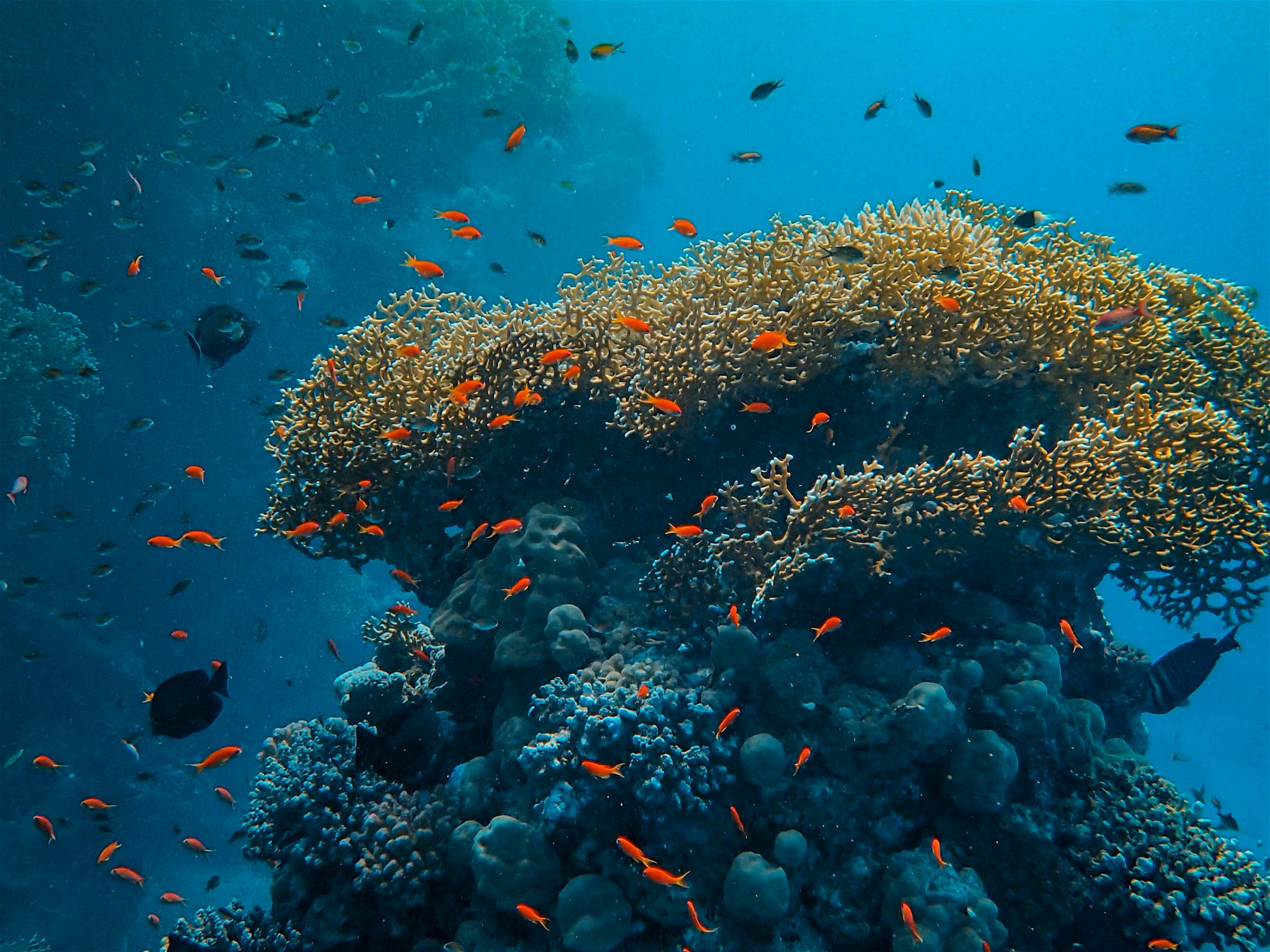 Exploring the Depths: Latest Advances in Marine Biology Research over