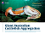 Giant Australian Cuttlefish Aggregation