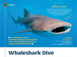 Whaleshark Dive