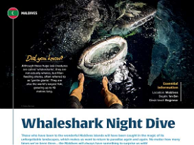 Whaleshark Night Dive